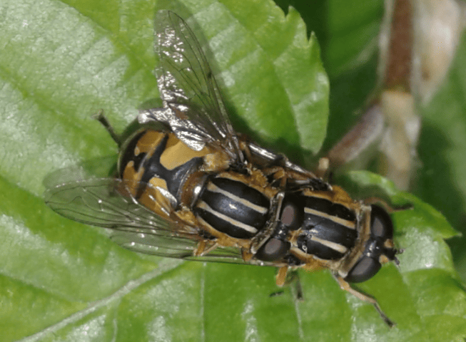 Syrphidae : coppia di Helophilus pendulus